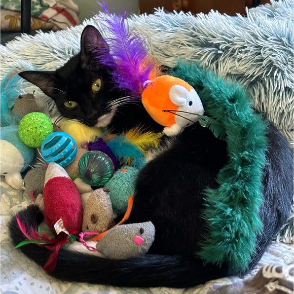 Meet your Posher, Bree - Picture 1 of 1